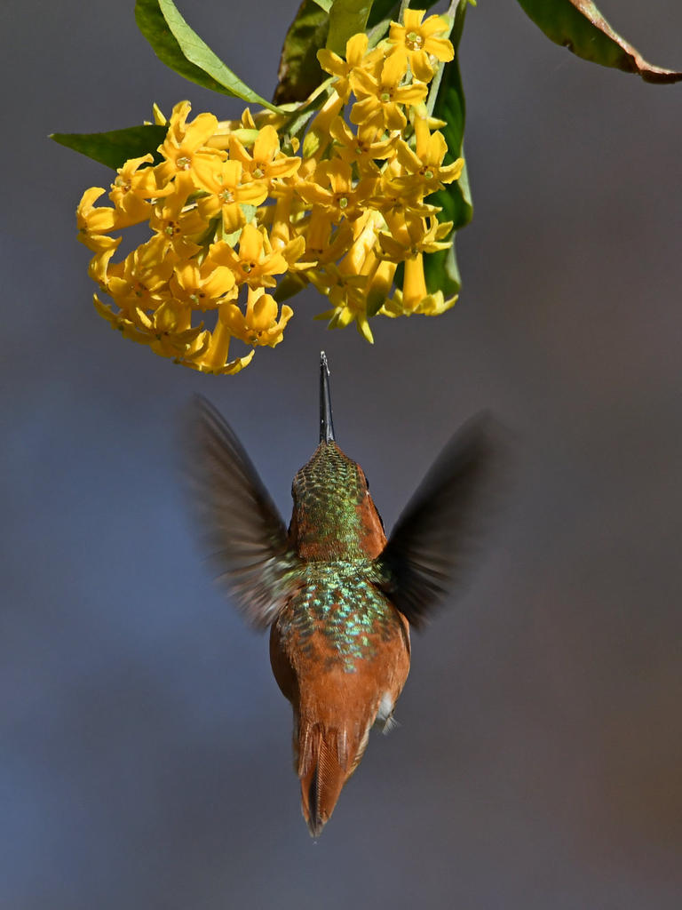 Hummer3.jpg