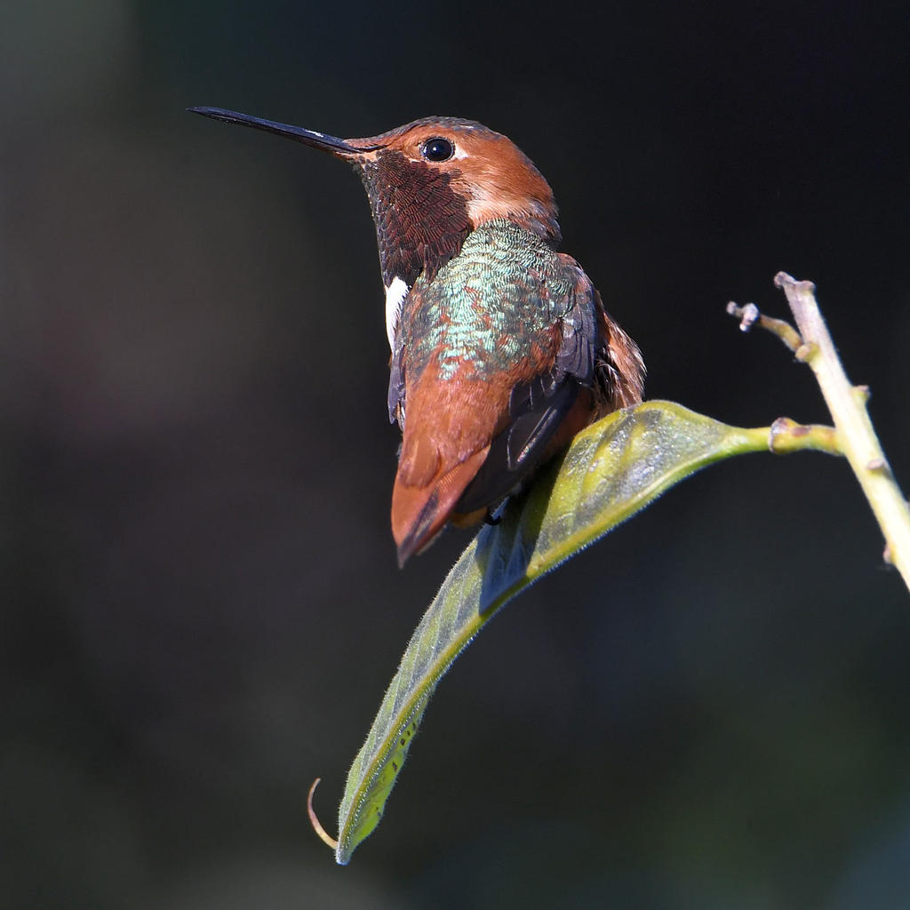 Hummer3.jpg