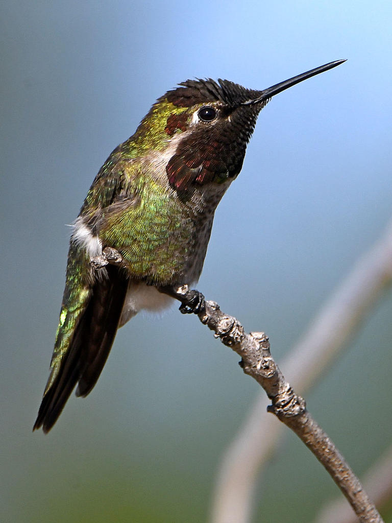 Hummer3.jpg