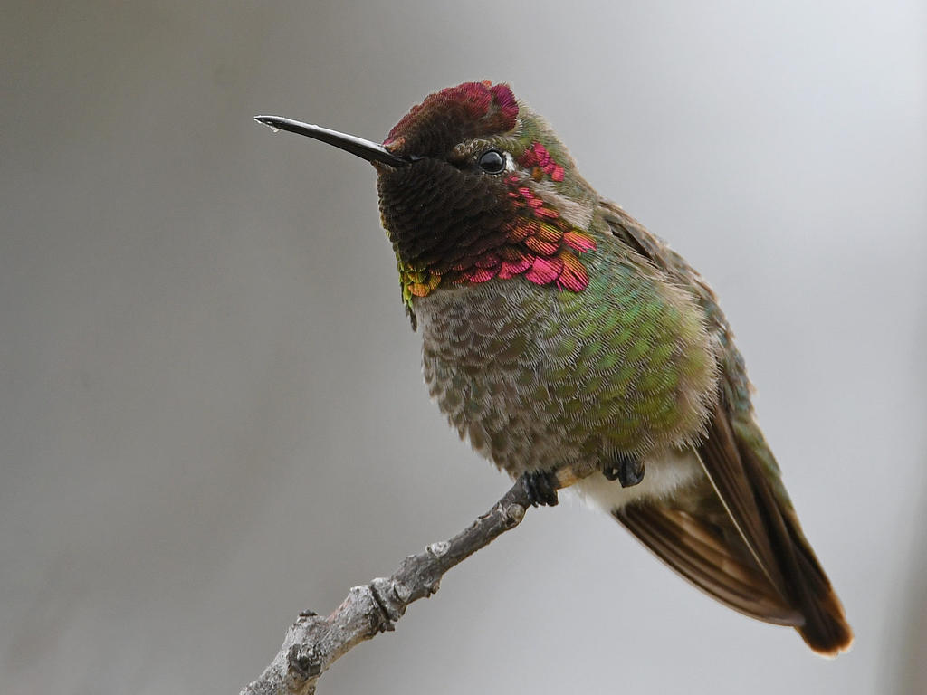 Hummer3.jpg