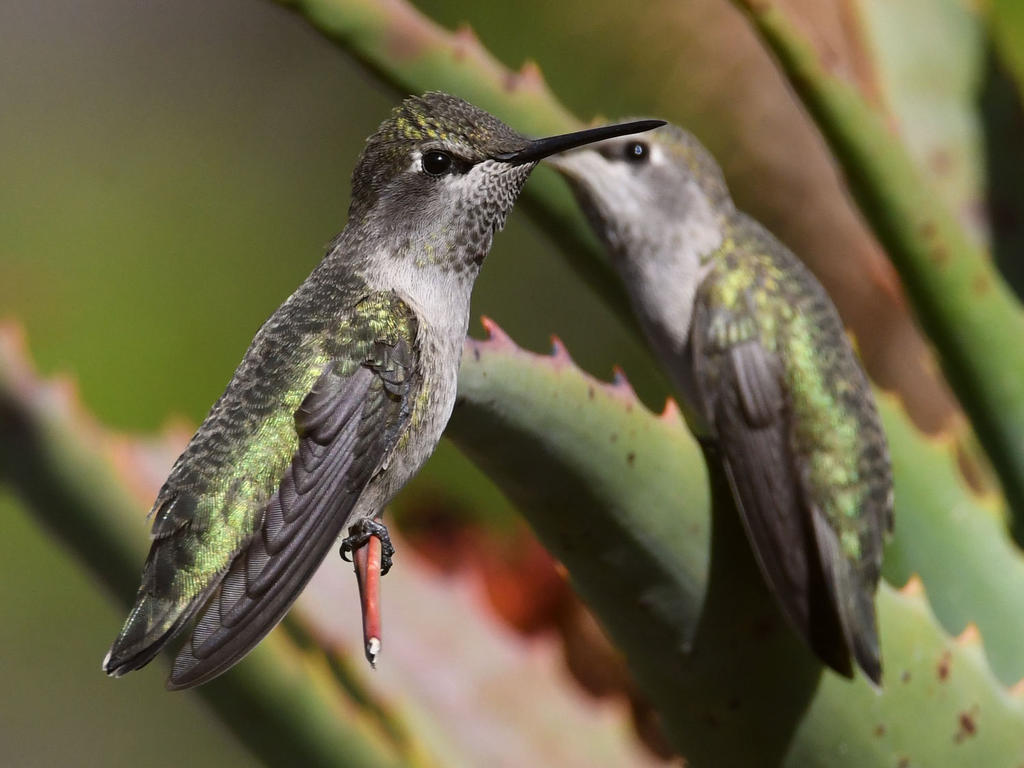 Hummer3.jpg