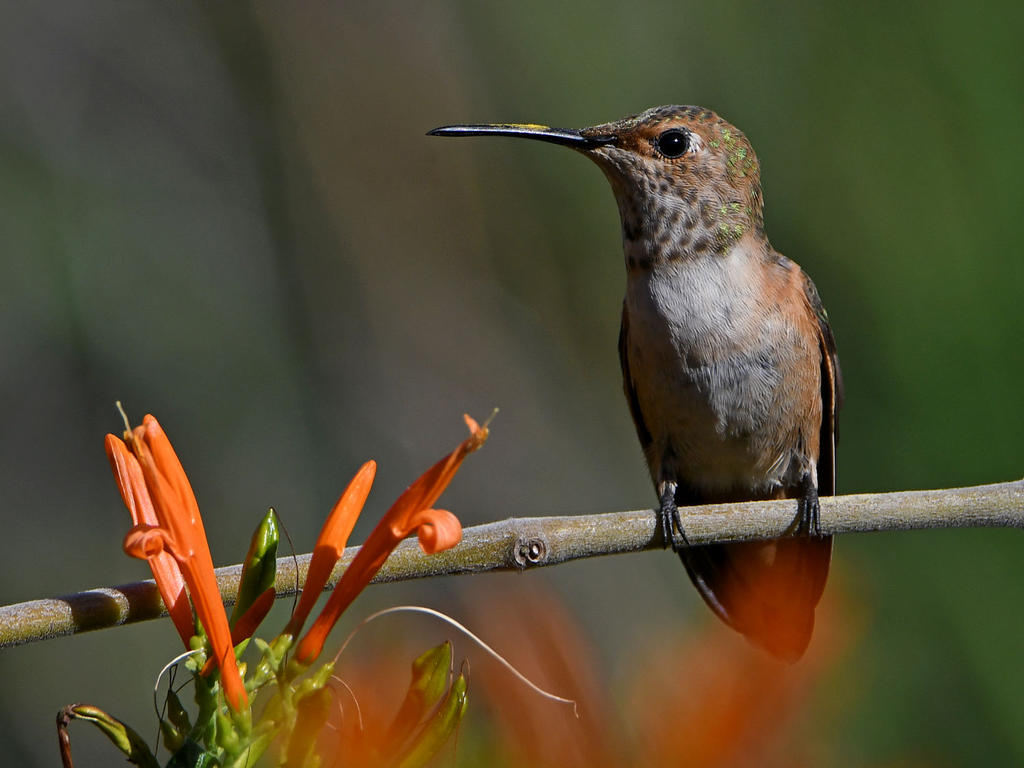 Hummer3.jpg