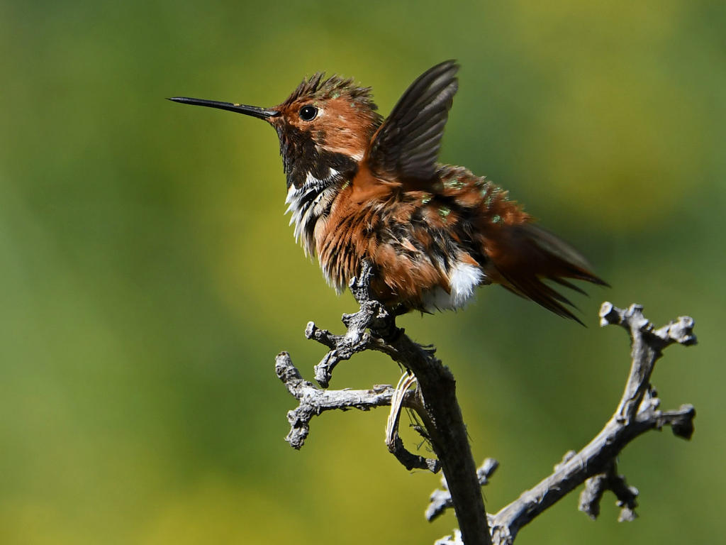Hummer3.jpg