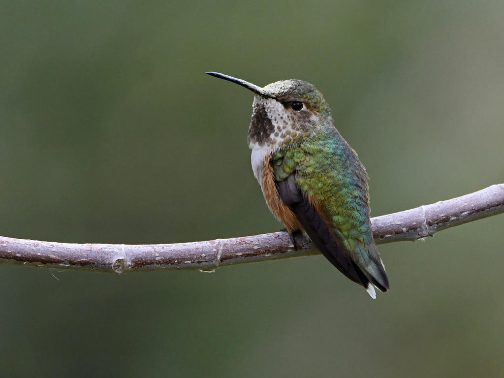 Hummer3.jpg
