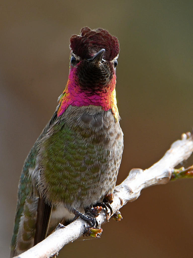 Hummer3.jpg