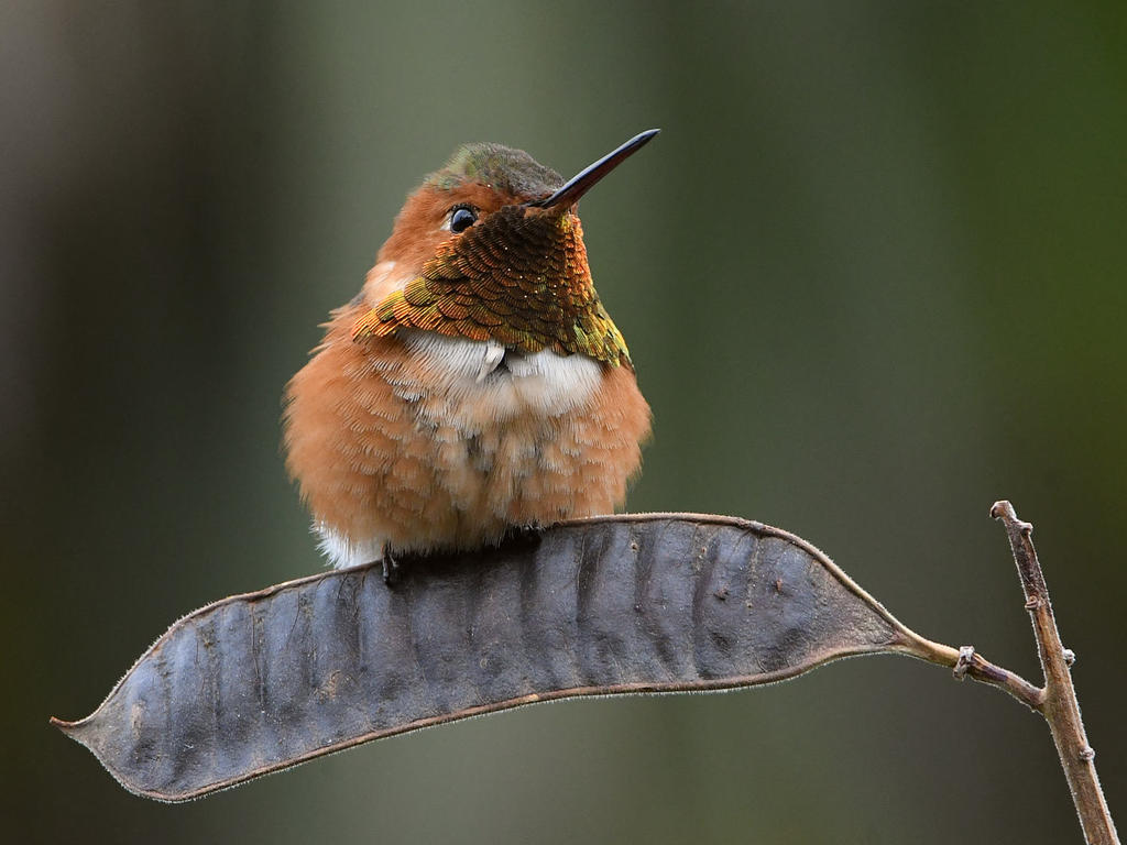 Hummer3.jpg