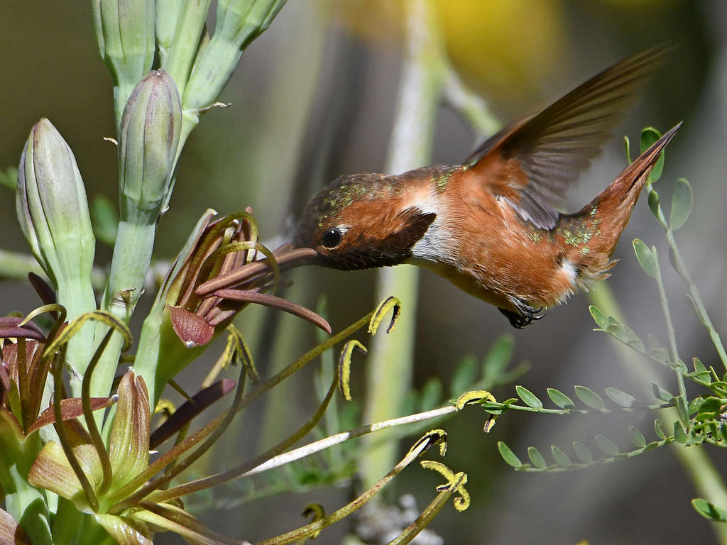 Hummer3.jpg
