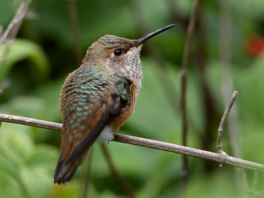 Hummer3.jpg