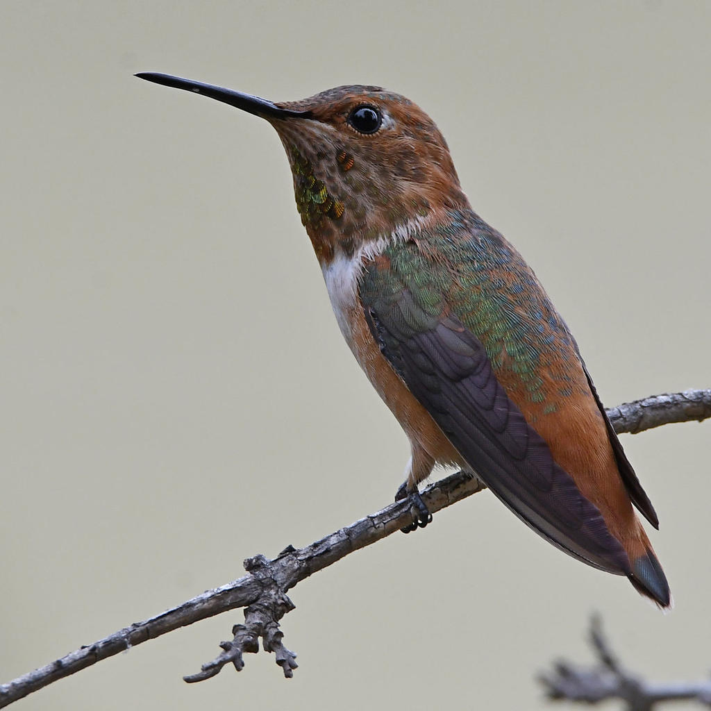 Hummer3.jpg