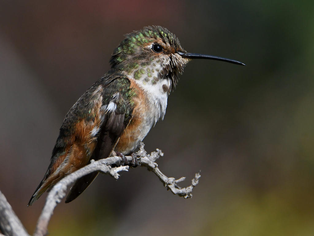 Hummer3.jpg