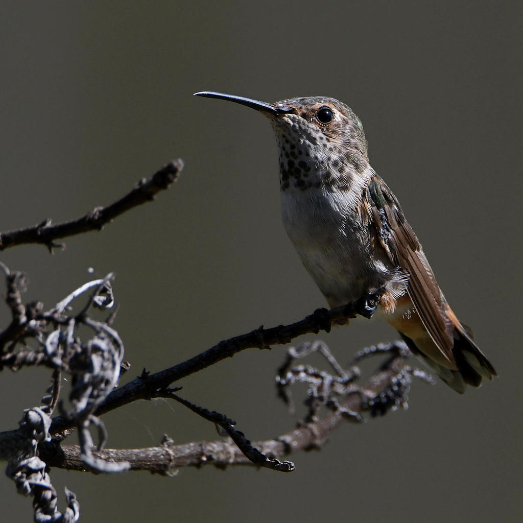 Hummer3.jpg