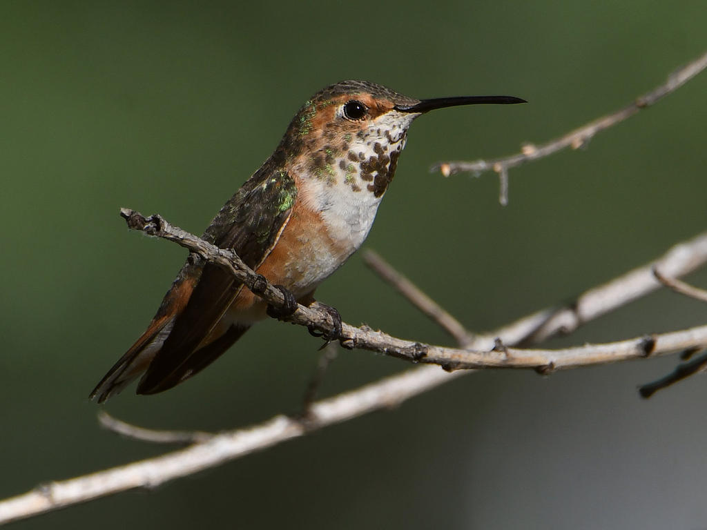 Hummer3.jpg