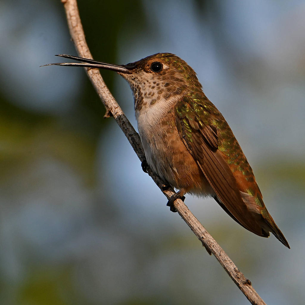 Hummer3.jpg