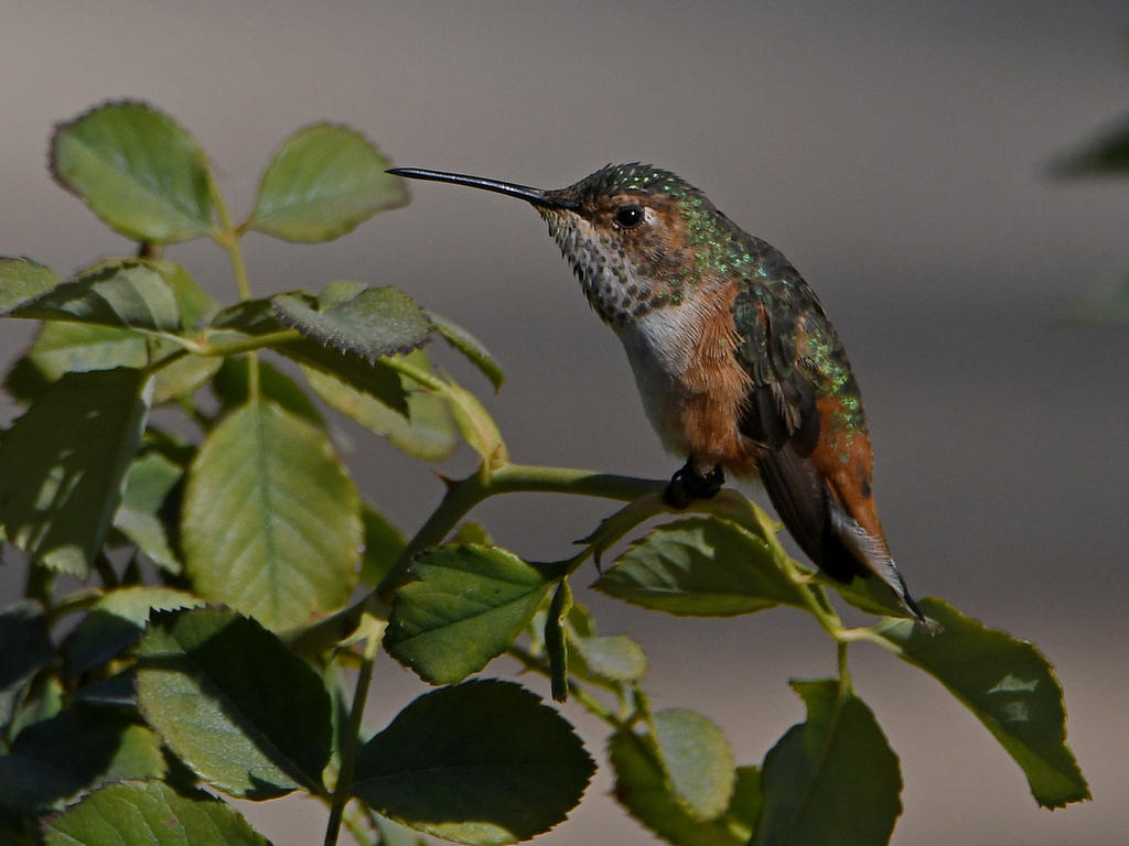 Hummer3.jpg