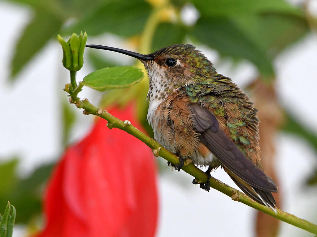 Hummer3.jpg