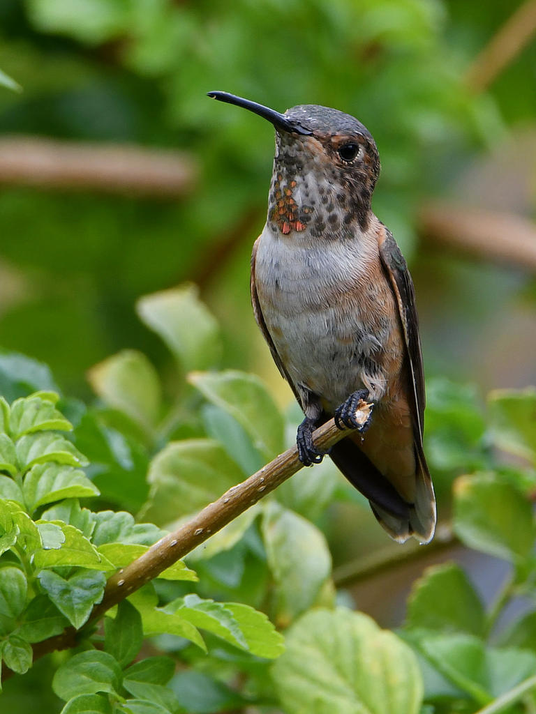 Hummer3.jpg