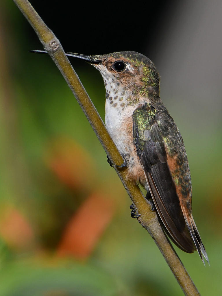 Hummer3.jpg