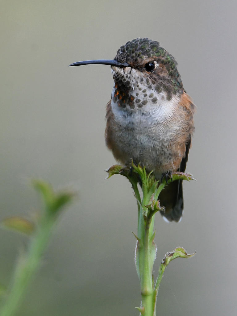 Hummer3.jpg