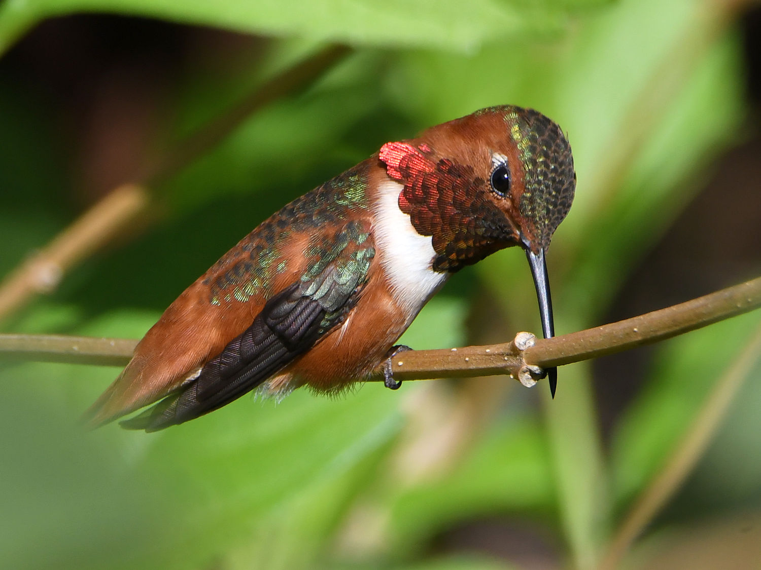Hummer3.jpg