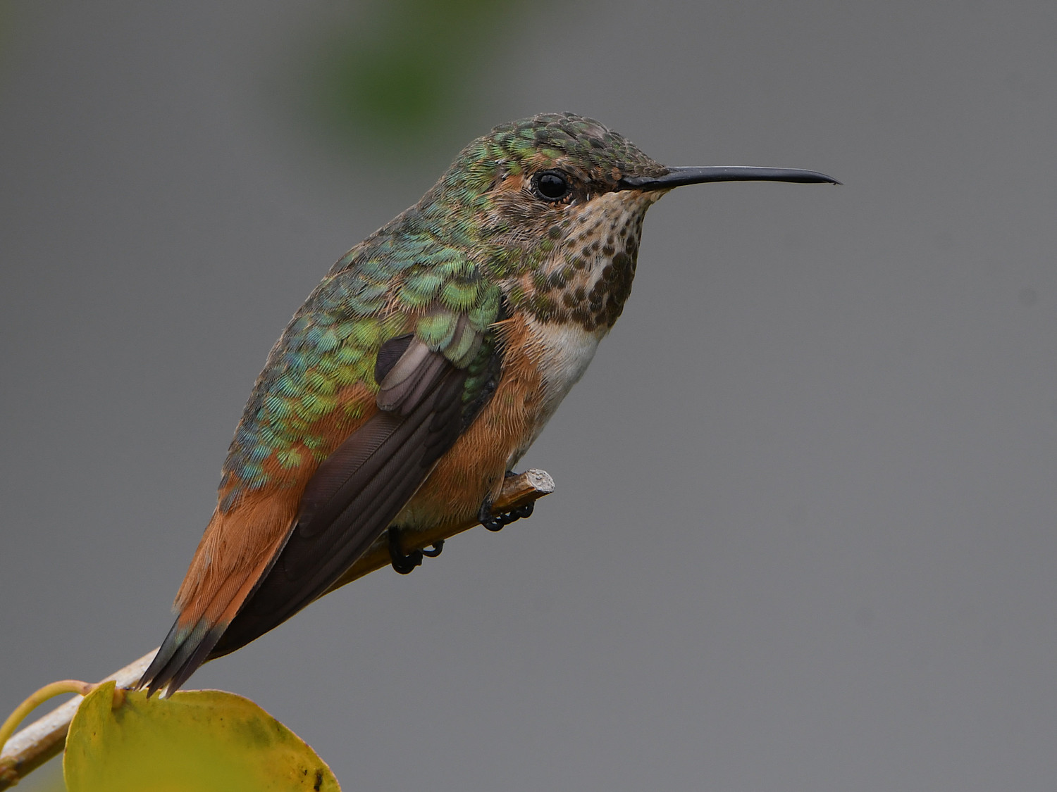 Hummer3.jpg
