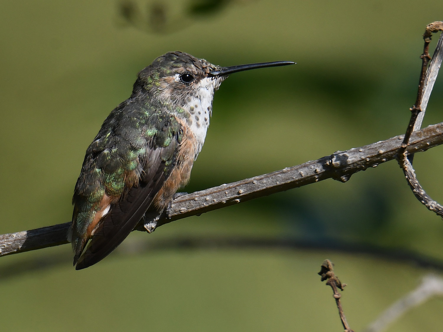 Hummer3.jpg