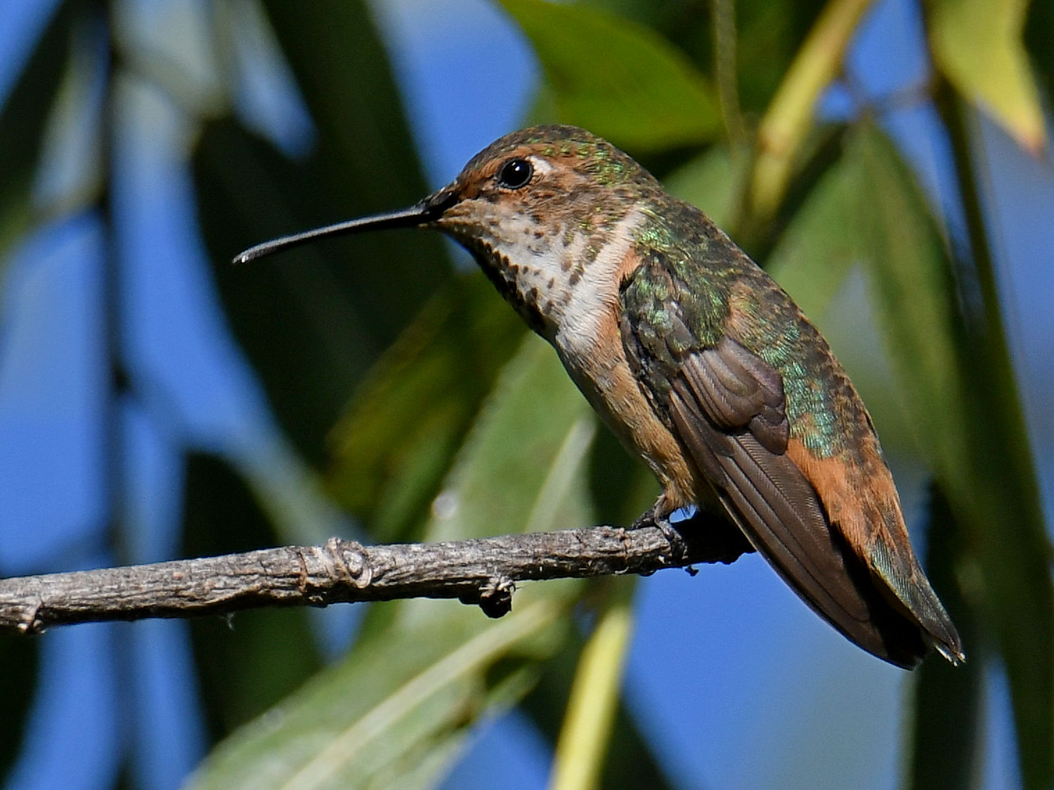 Hummer3.jpg
