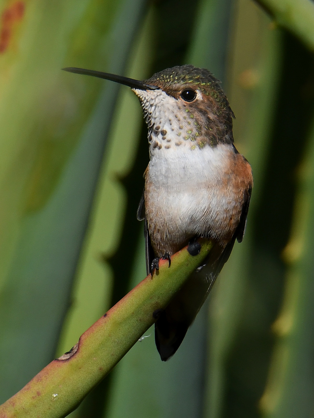 Hummer3.jpg