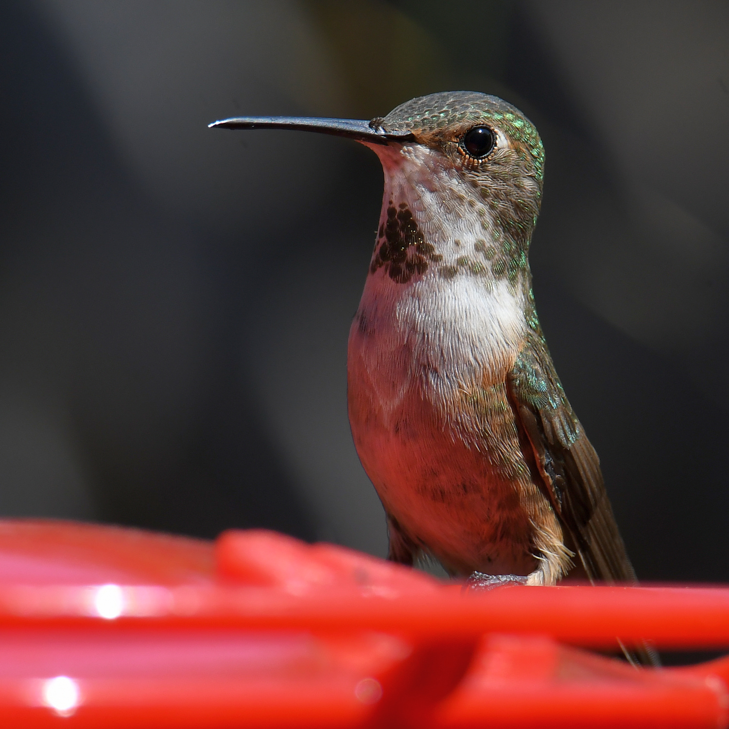 Hummer3.jpg