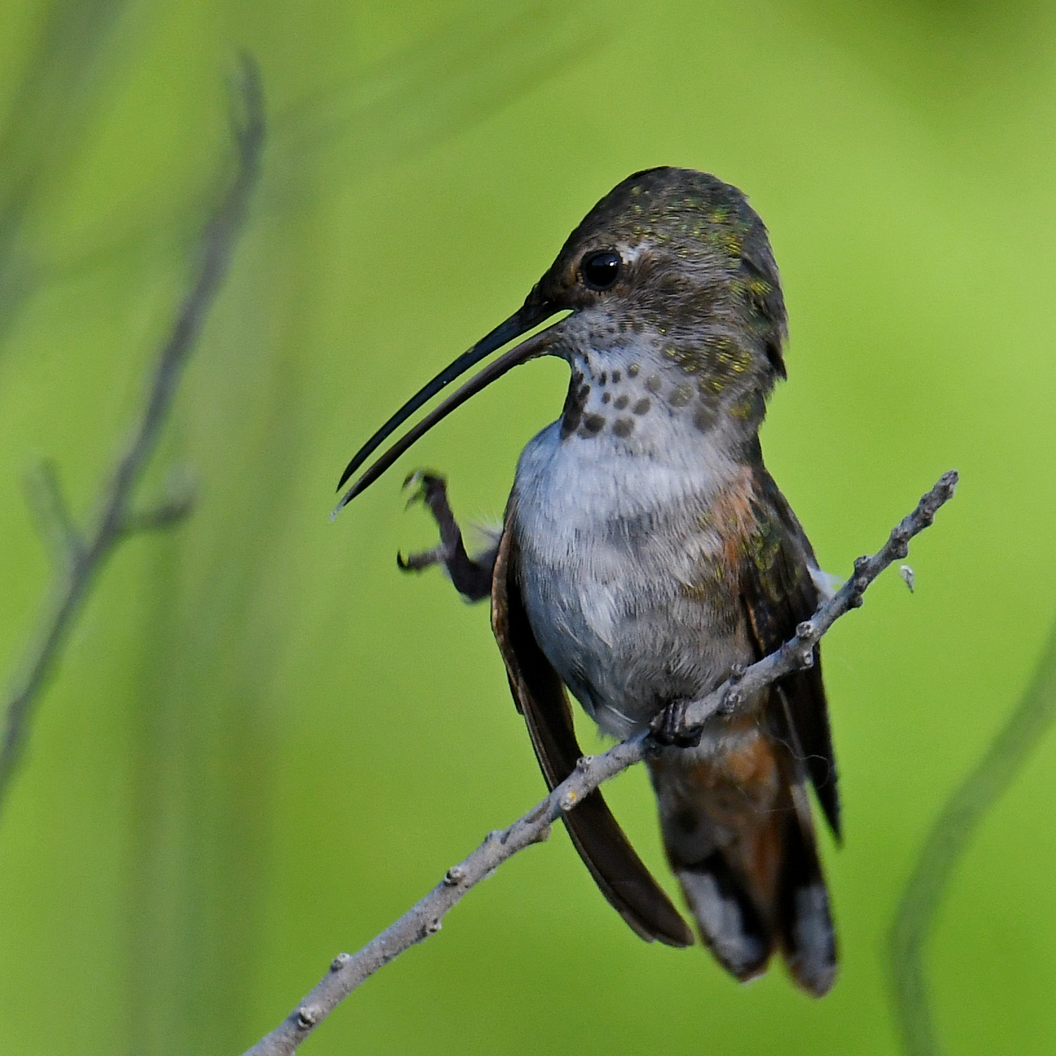 Hummer3.jpg