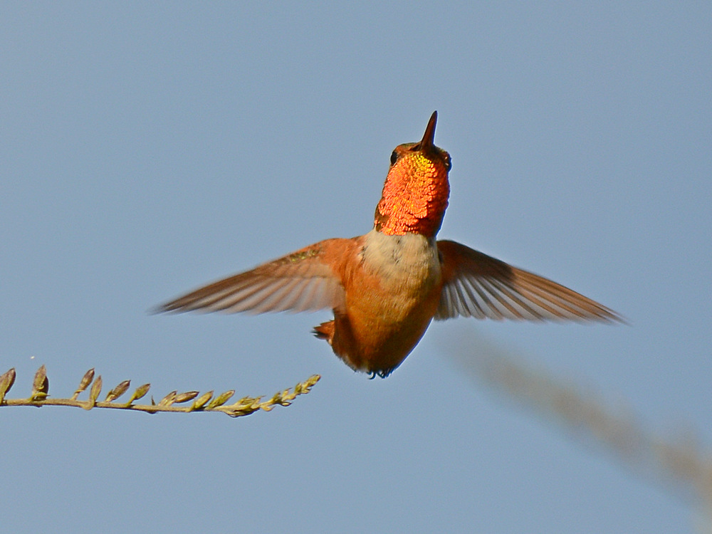 Hummer3.jpg