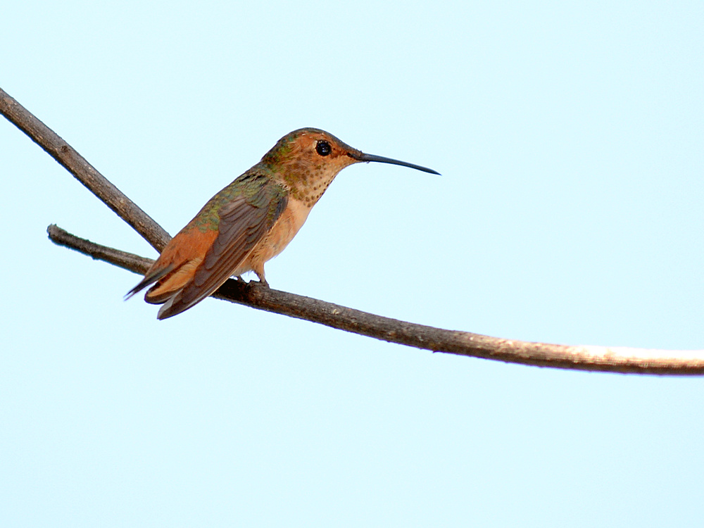 Hummer3.jpg
