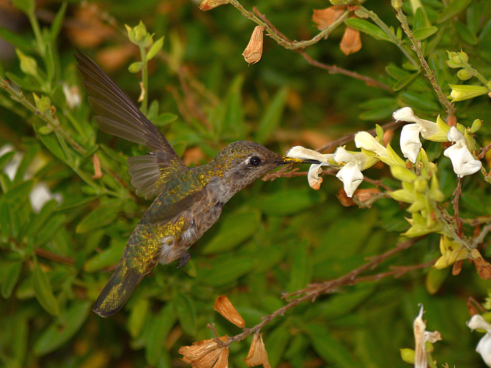 Hummer3.jpg