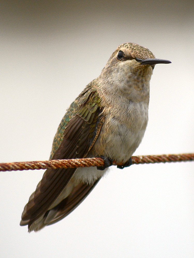 Hummer3.jpg