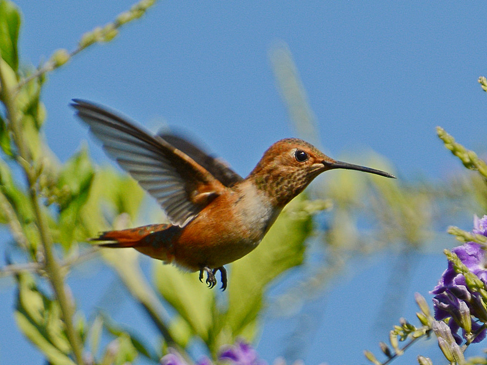 Hummer3.jpg