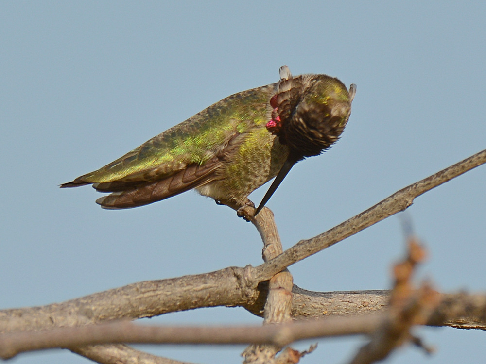 Hummer30.jpg