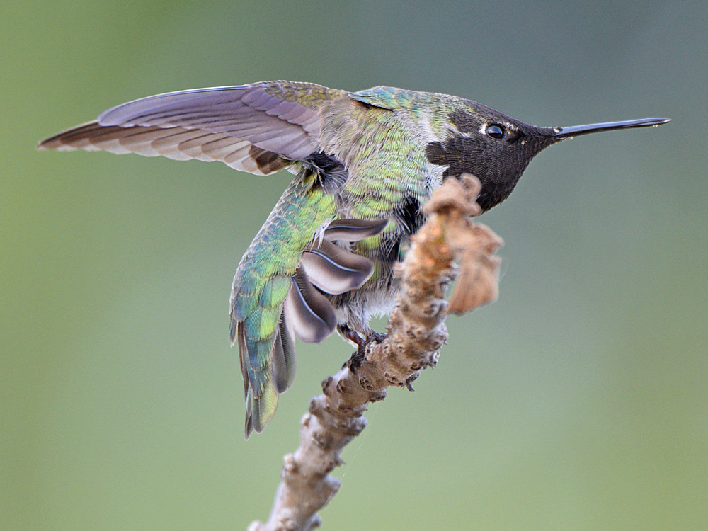 Hummer30.jpg