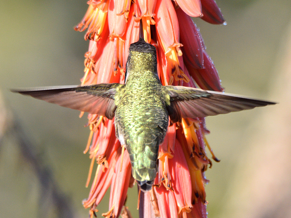 Hummer30.jpg