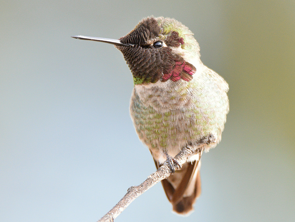 Hummer30.jpg