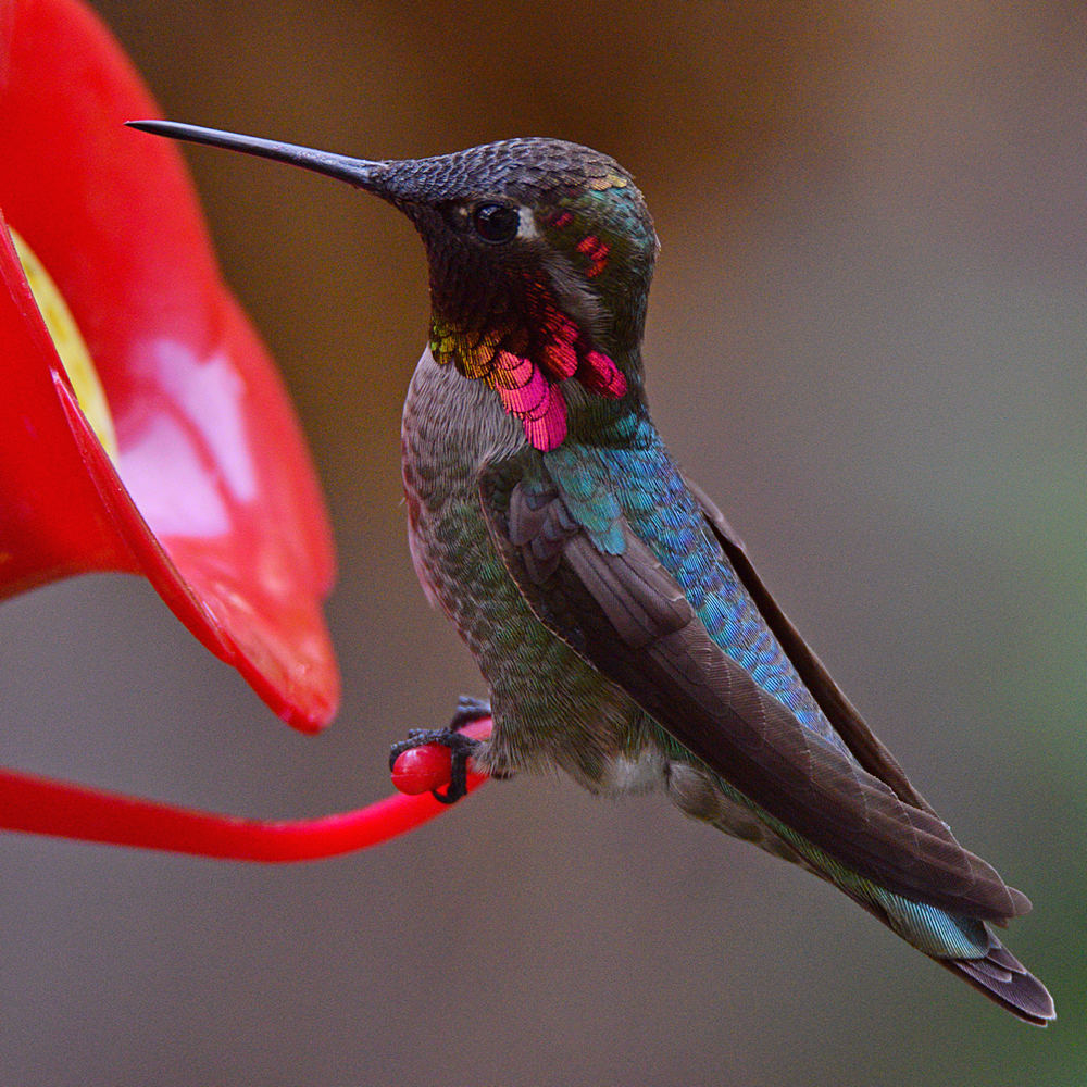 Hummer30.jpg
