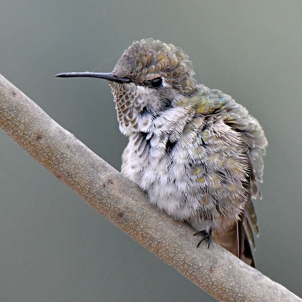 Hummer30.jpg