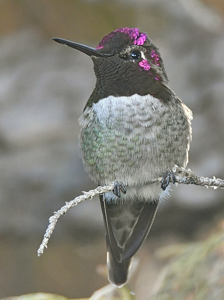 Hummer30.jpg