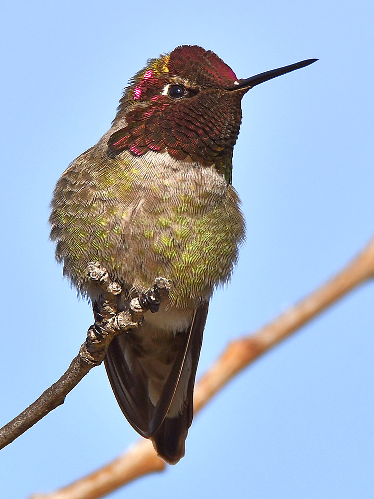 Hummer30.jpg
