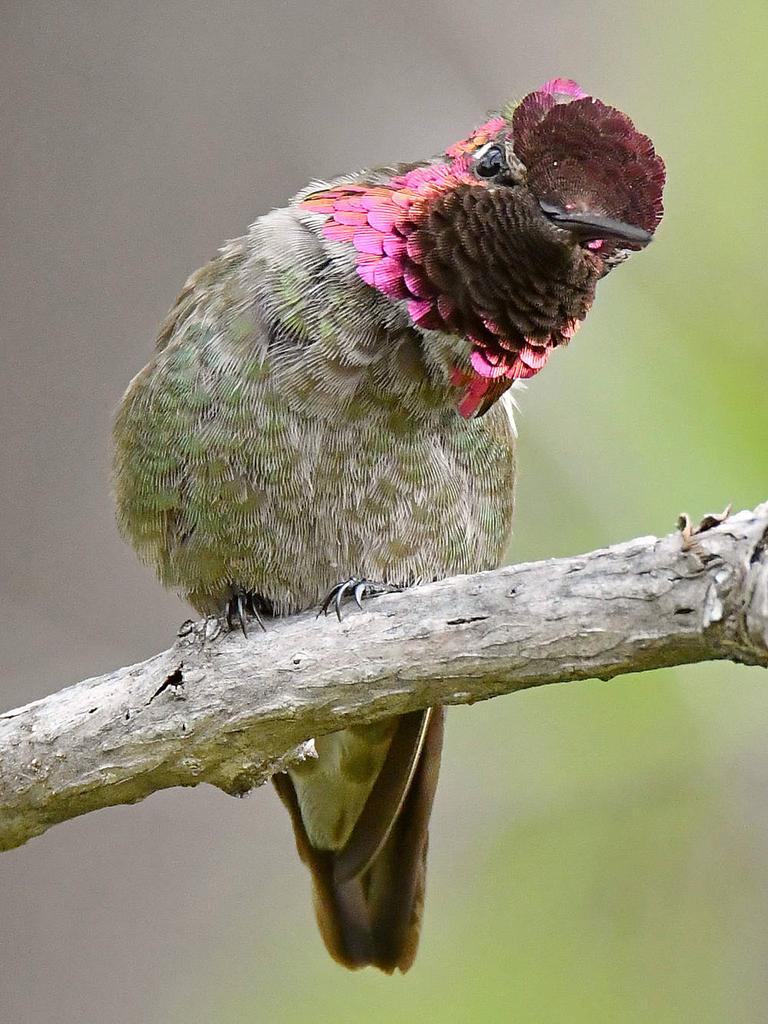 Hummer30.jpg