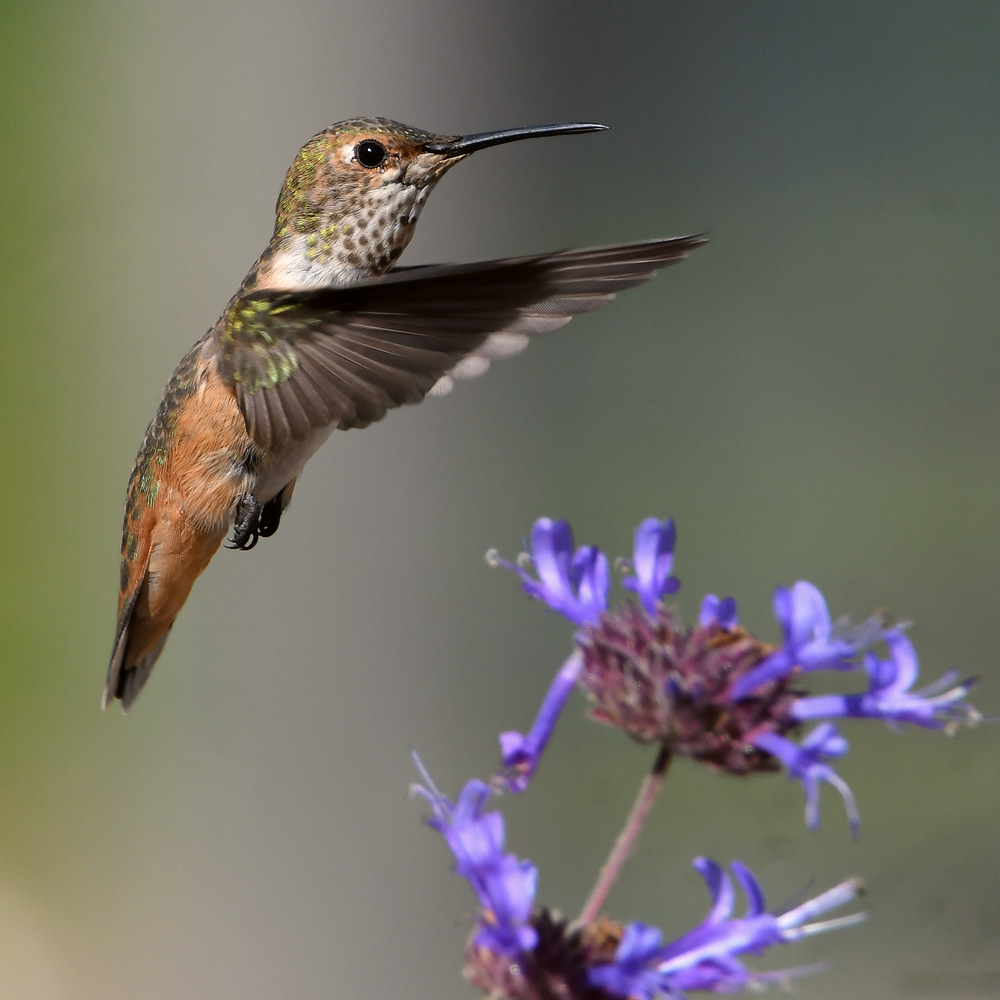 Hummer30.jpg