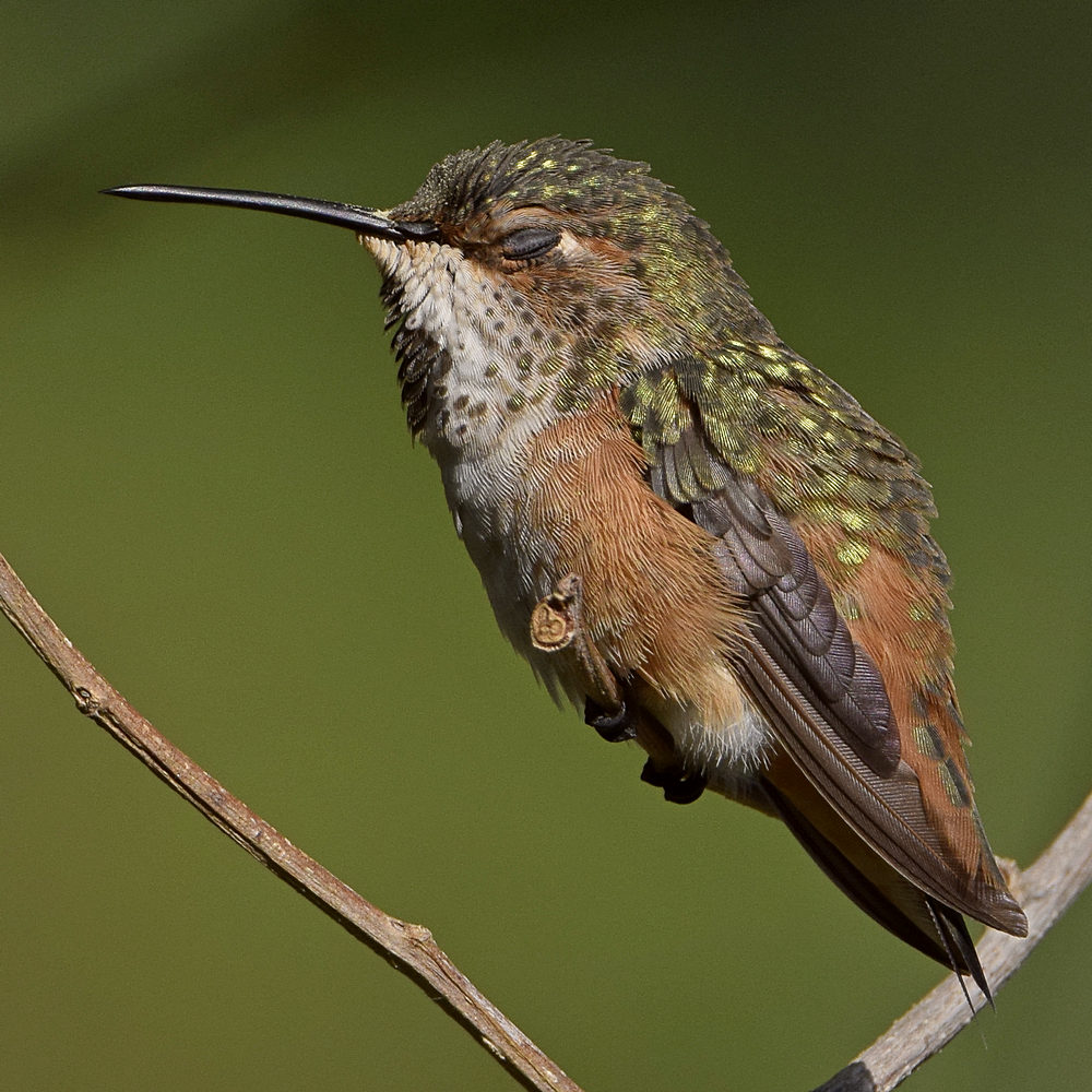 Hummer30.jpg