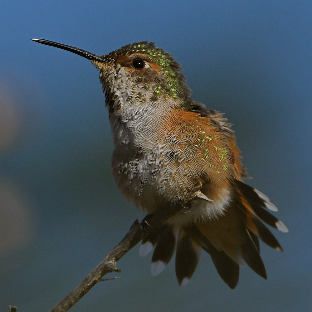 Hummer30.jpg