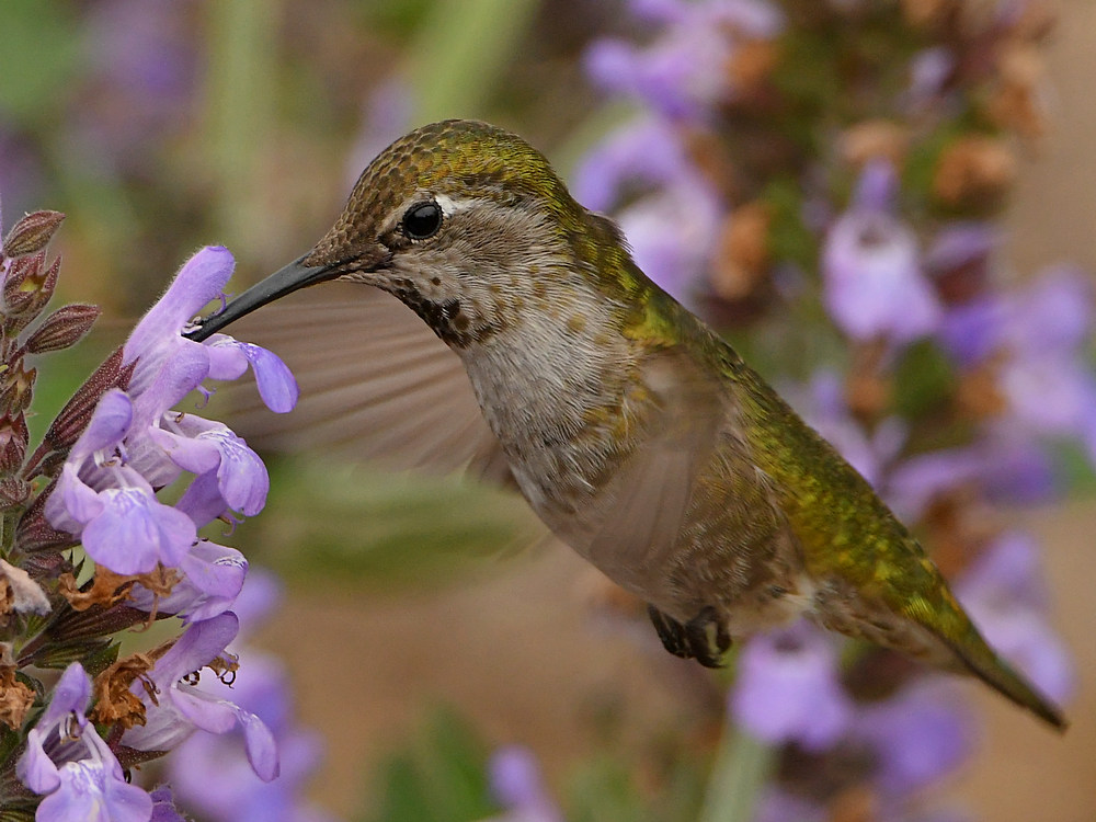 Hummer30.jpg
