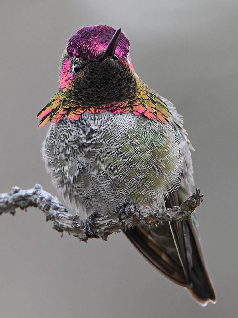 Hummer30.jpg
