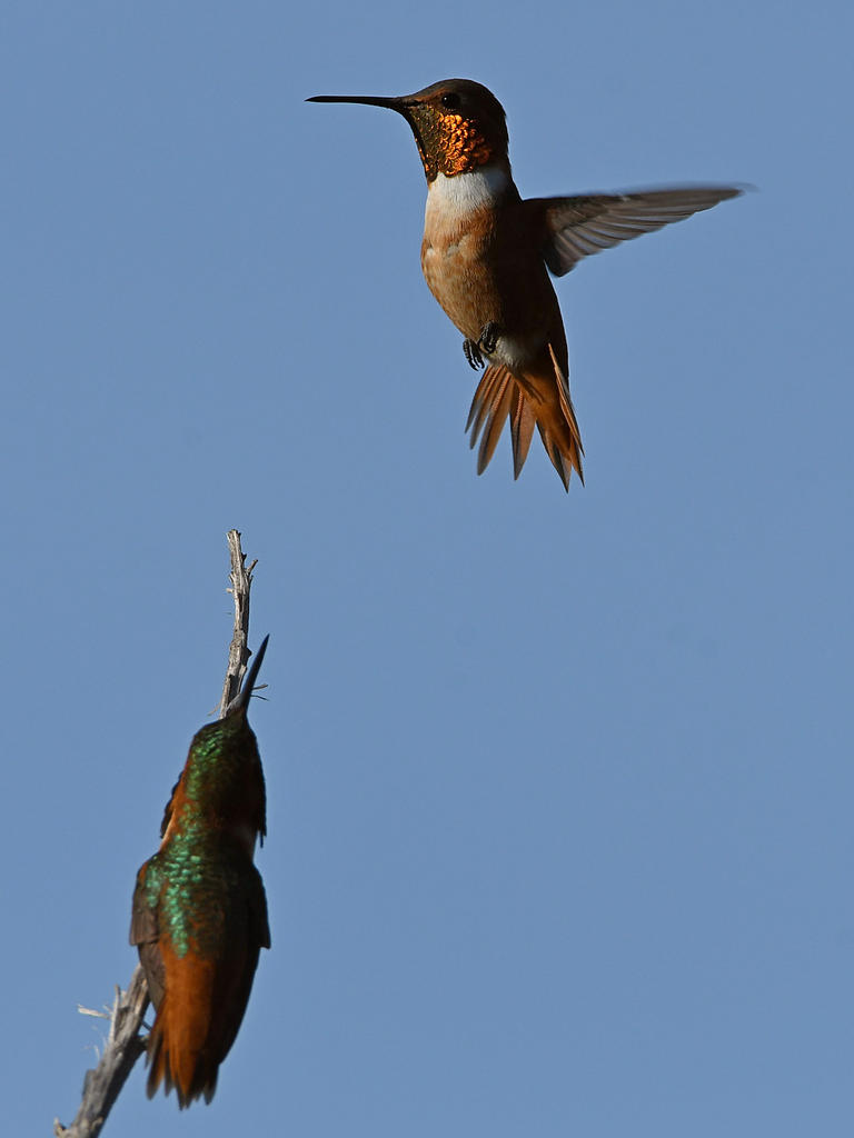Hummer30.jpg