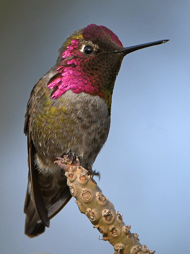 Hummer30.jpg